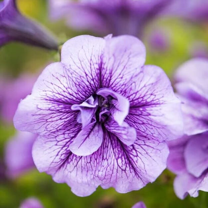 Tinted Purple Kabloom Calibrachoa Seeds 