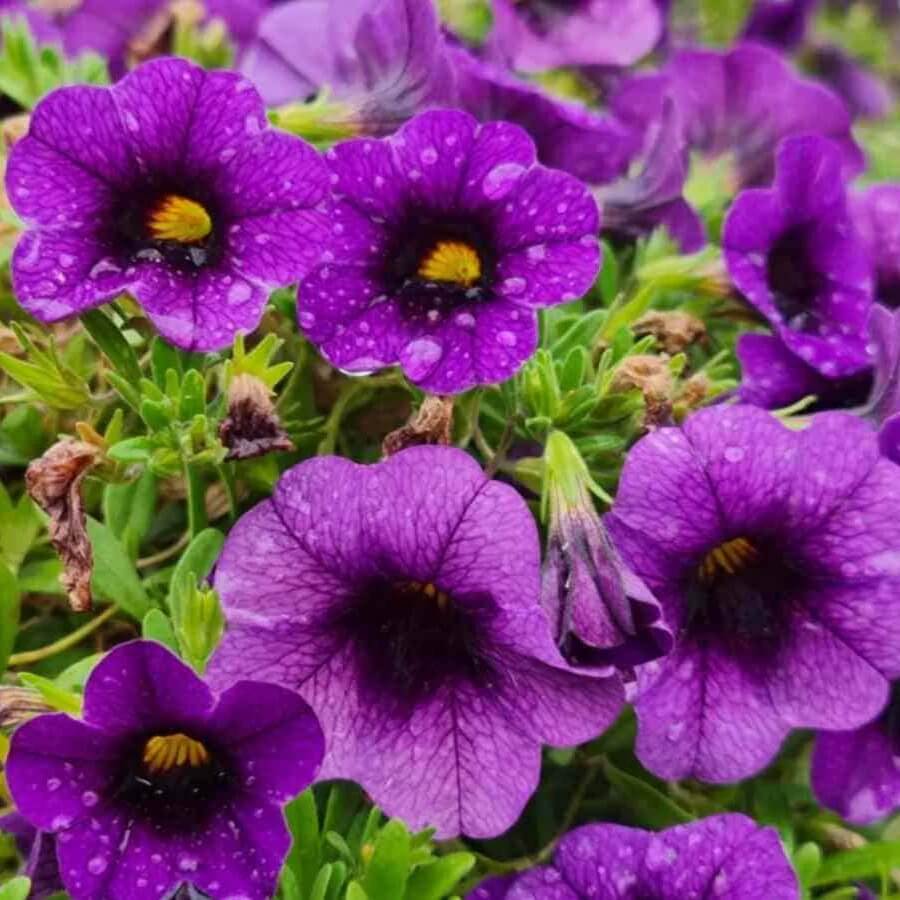 Tinted Purple Kabloom Calibrachoa Seeds 