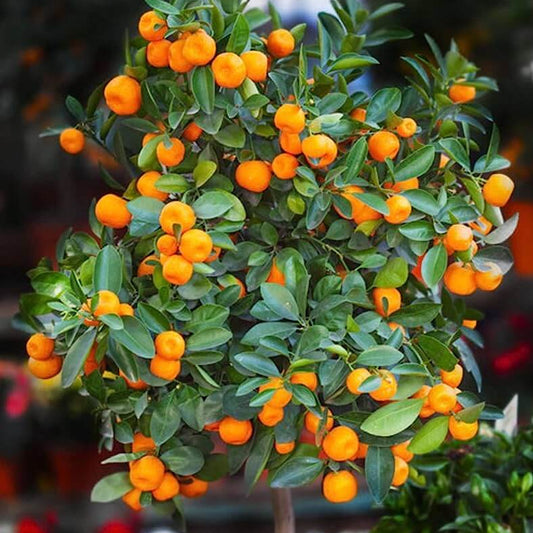 Tiny Orange Seeds - Heirloom Fruit Plant for Home Gardens