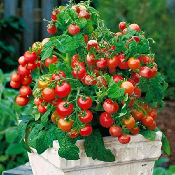 Tiny Tim Tomato Seeds - Vegetable Plant