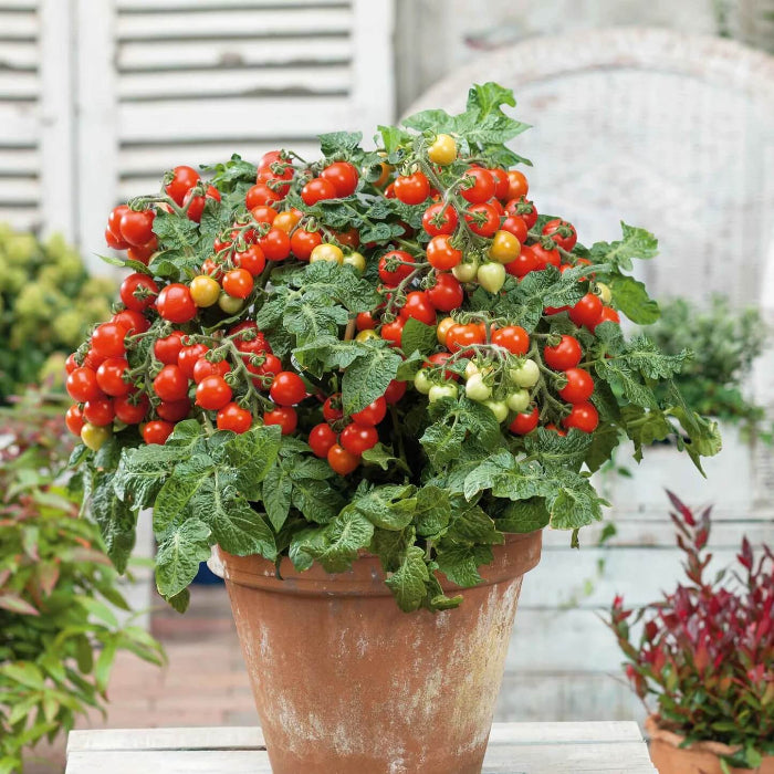 Tiny Tim Tomato Seeds - Vegetable Plant
