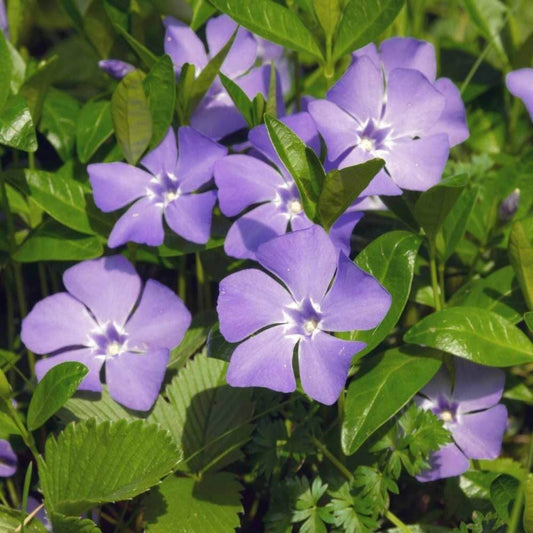 Titan Blue Vinca Seeds - Ornamental Plant Seeds for Home Gardens