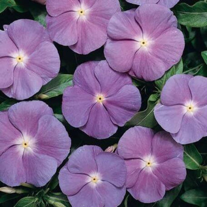 Titan Blue Vinca Seeds - Ornamental Plant Seeds for Home Gardens