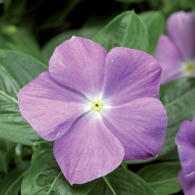Titan Blue Vinca Seeds - Ornamental Plant Seeds for Home Gardens