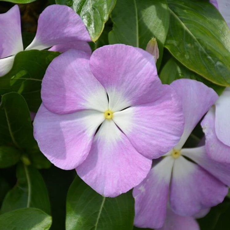 Titan Blue Vinca Seeds - Ornamental Plant Seeds for Home Gardens