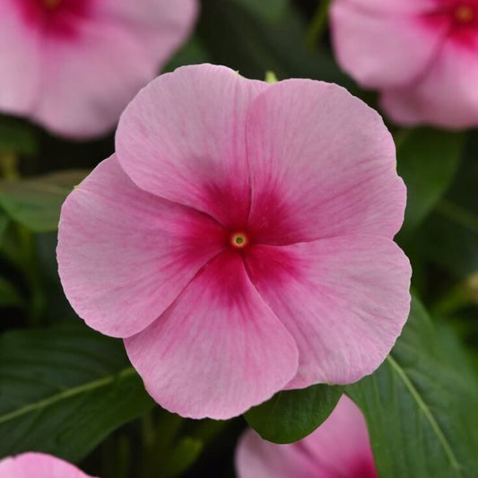 Titan Blush Vinca Seeds - Ornamental Plant Seeds for Home Gardens