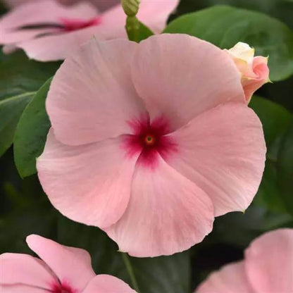 Titan Blush Vinca Seeds - Ornamental Plant Seeds for Home Gardens