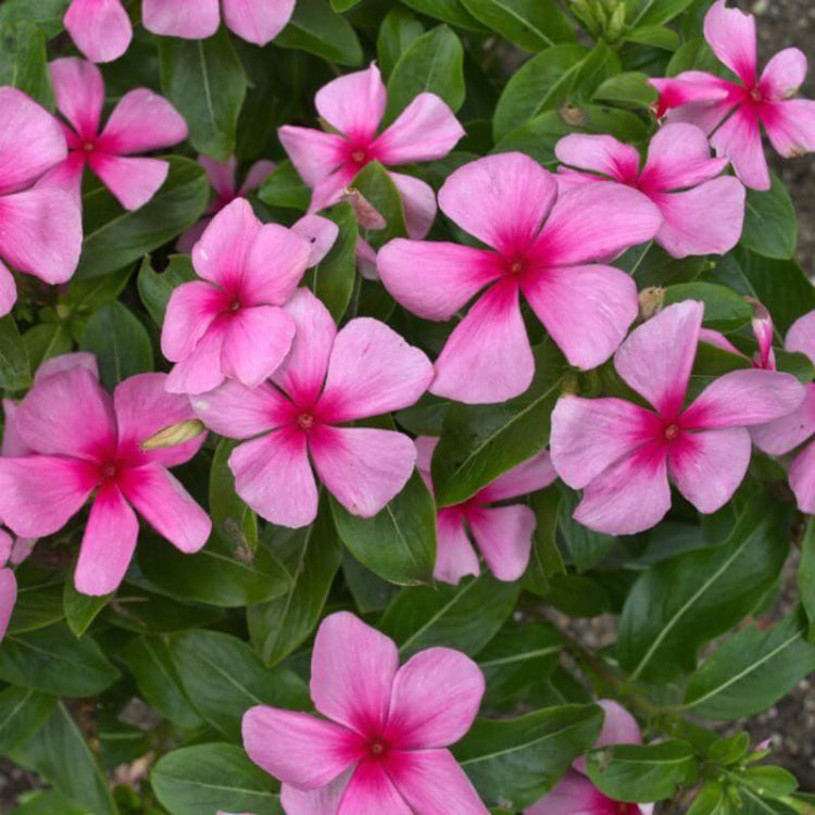 Titan Blush Vinca Seeds - Ornamental Plant Seeds for Home Gardens