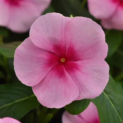 Titan Blush Vinca Seeds - Ornamental Plant Seeds for Home Gardens