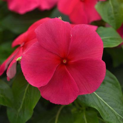 Titan Burgundy Vinca Seeds - Ornamental Plant Seeds for Home Gardens