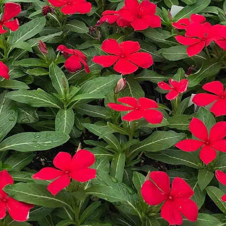 Titan Burgundy Vinca Seeds - Ornamental Plant Seeds for Home Gardens