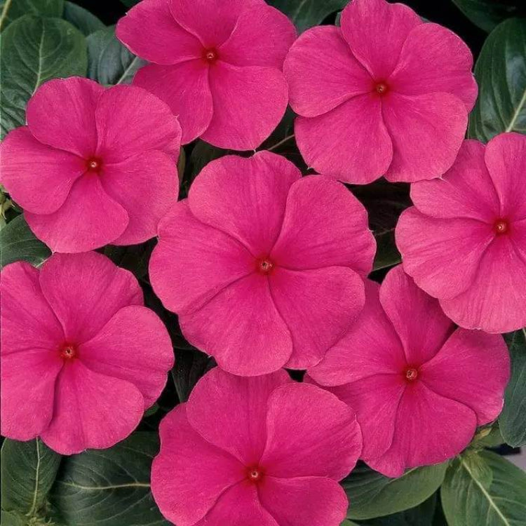 Titan Burgundy Vinca Seeds - Ornamental Plant Seeds for Home Gardens
