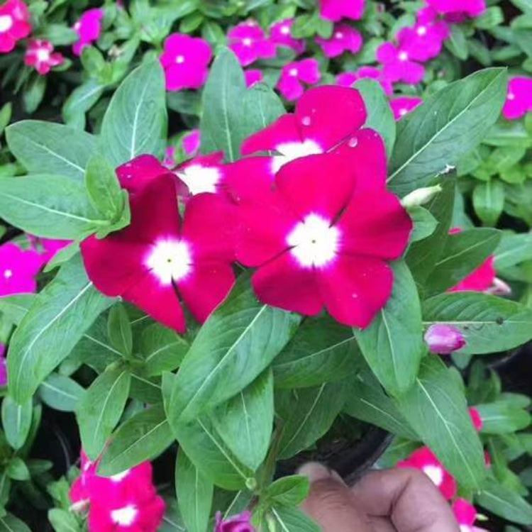 Titan Deep Rose Vinca Seeds - Ornamental Plant Seeds for Home Gardens