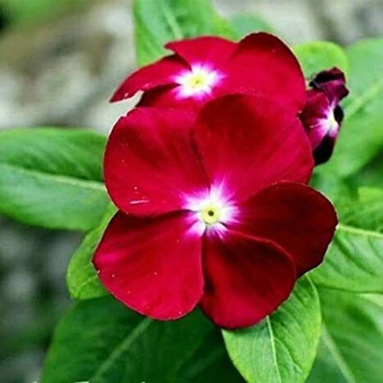 Titan Deep Rose Vinca Seeds - Ornamental Plant Seeds for Home Gardens