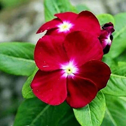 Titan Deep Rose Vinca Seeds - Ornamental Plant Seeds for Home Gardens