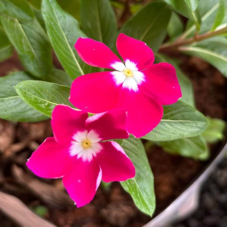 Titan Deep Rose Vinca Seeds - Ornamental Plant Seeds for Home Gardens