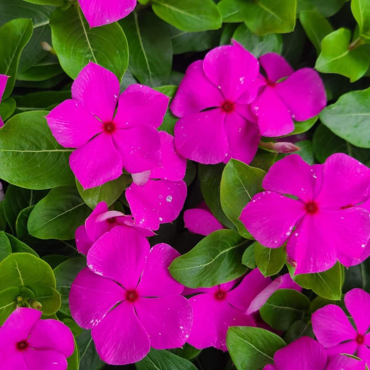 Titan Lilac Vinca Seeds - Ornamental Plant Seeds for Home Gardens