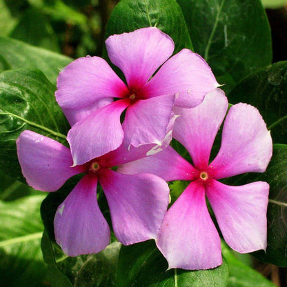 Titan Lilac Vinca Seeds - Ornamental Plant Seeds for Home Gardens