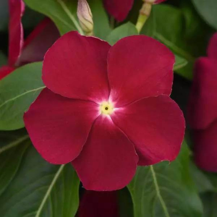 Titan Lilac Vinca Seeds - Ornamental Plant Seeds for Home Gardens
