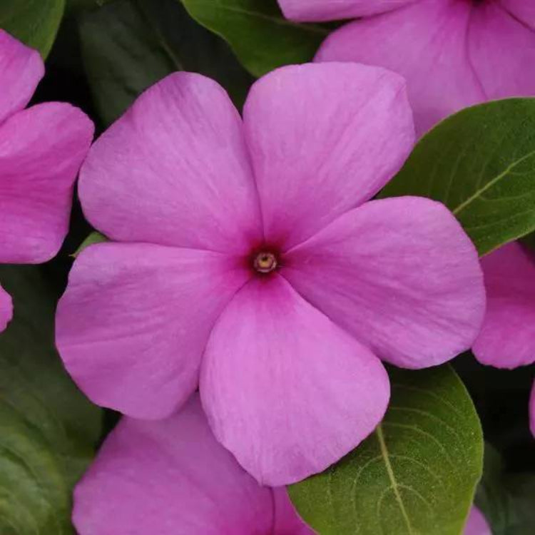 Titan Lilac Vinca Seeds - Ornamental Plant Seeds for Home Gardens