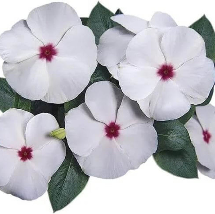 Titan Polka Dot Vinca Seeds - Ornamental Plant Seeds for Home Gardens