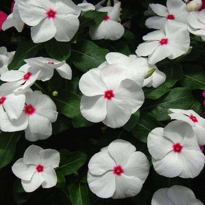 Titan Polka Dot Vinca Seeds - Ornamental Plant Seeds for Home Gardens