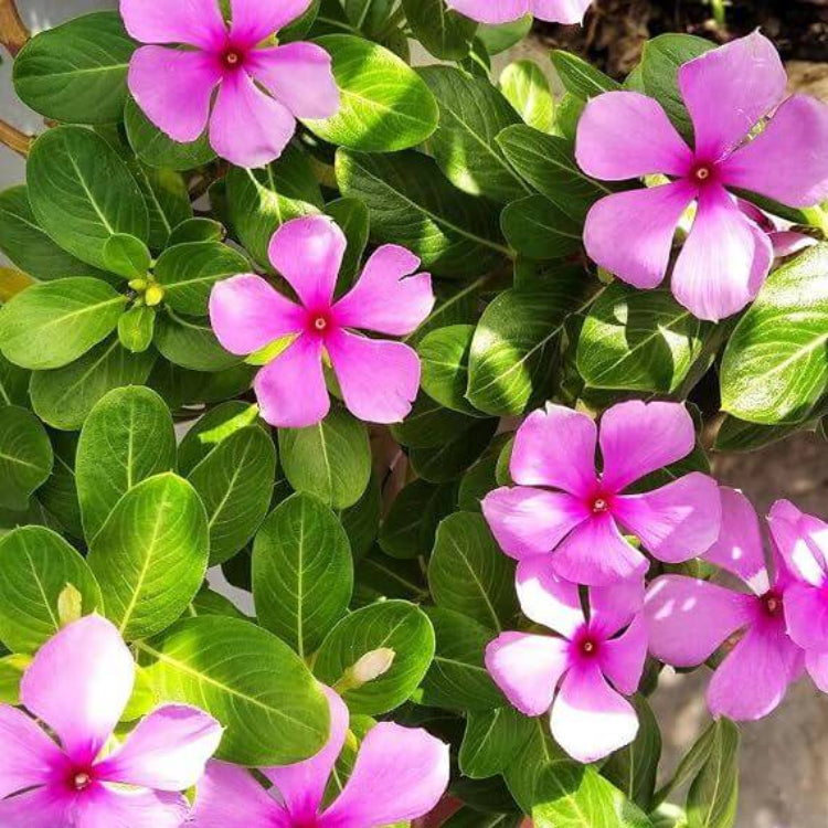 Titan Punch Vinca Seeds - Ornamental Plant Seeds for Home Gardens