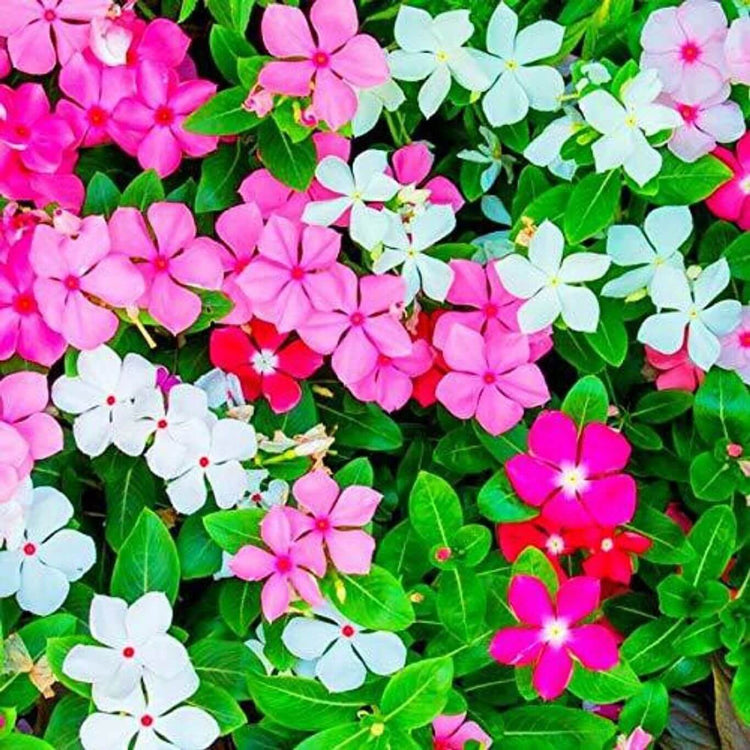Titan Punch Vinca Seeds - Ornamental Plant Seeds for Home Gardens
