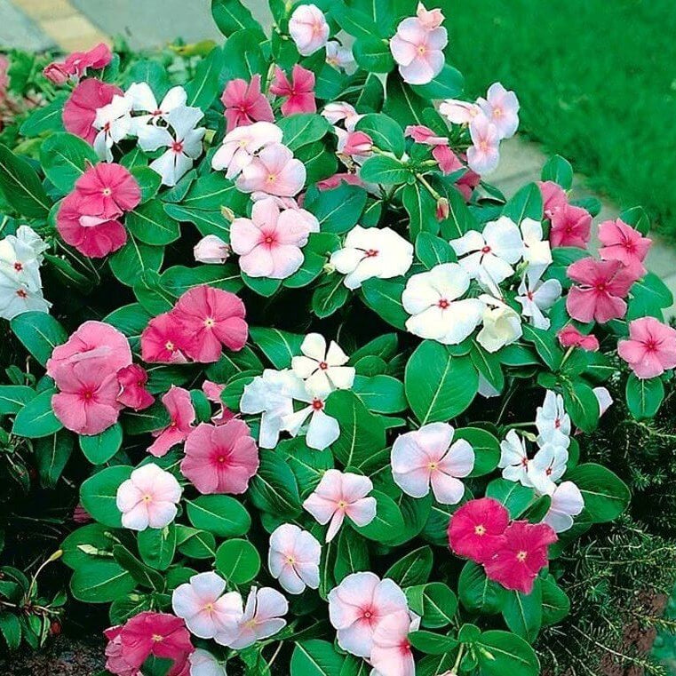 Titan Punch Vinca Seeds - Ornamental Plant Seeds for Home Gardens