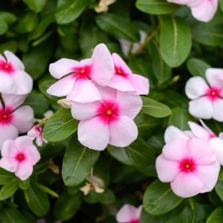 Titan Punch Vinca Seeds - Ornamental Plant Seeds for Home Gardens