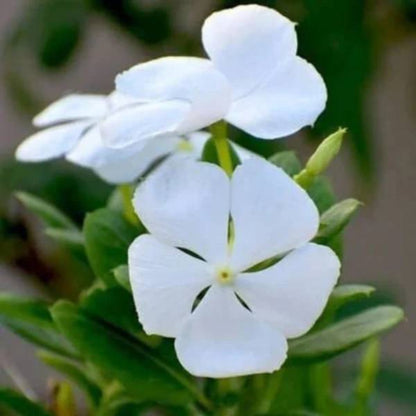 Titan Pure White Vinca Seeds - Ornamental Plant Seeds for Home Gardens