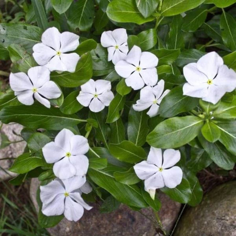 Titan Pure White Vinca Seeds - Ornamental Plant Seeds for Home Gardens