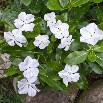 Titan Pure White Vinca Seeds - Ornamental Plant Seeds for Home Gardens