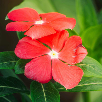 Titan Red Vinca Seeds - Heirloom Flower Plant for Home Gardens