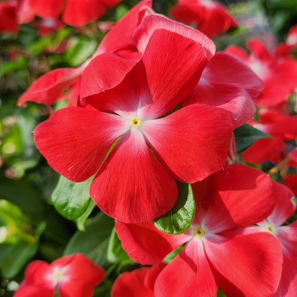 Titan Red Vinca Seeds - Heirloom Flower Plant for Home Gardens
