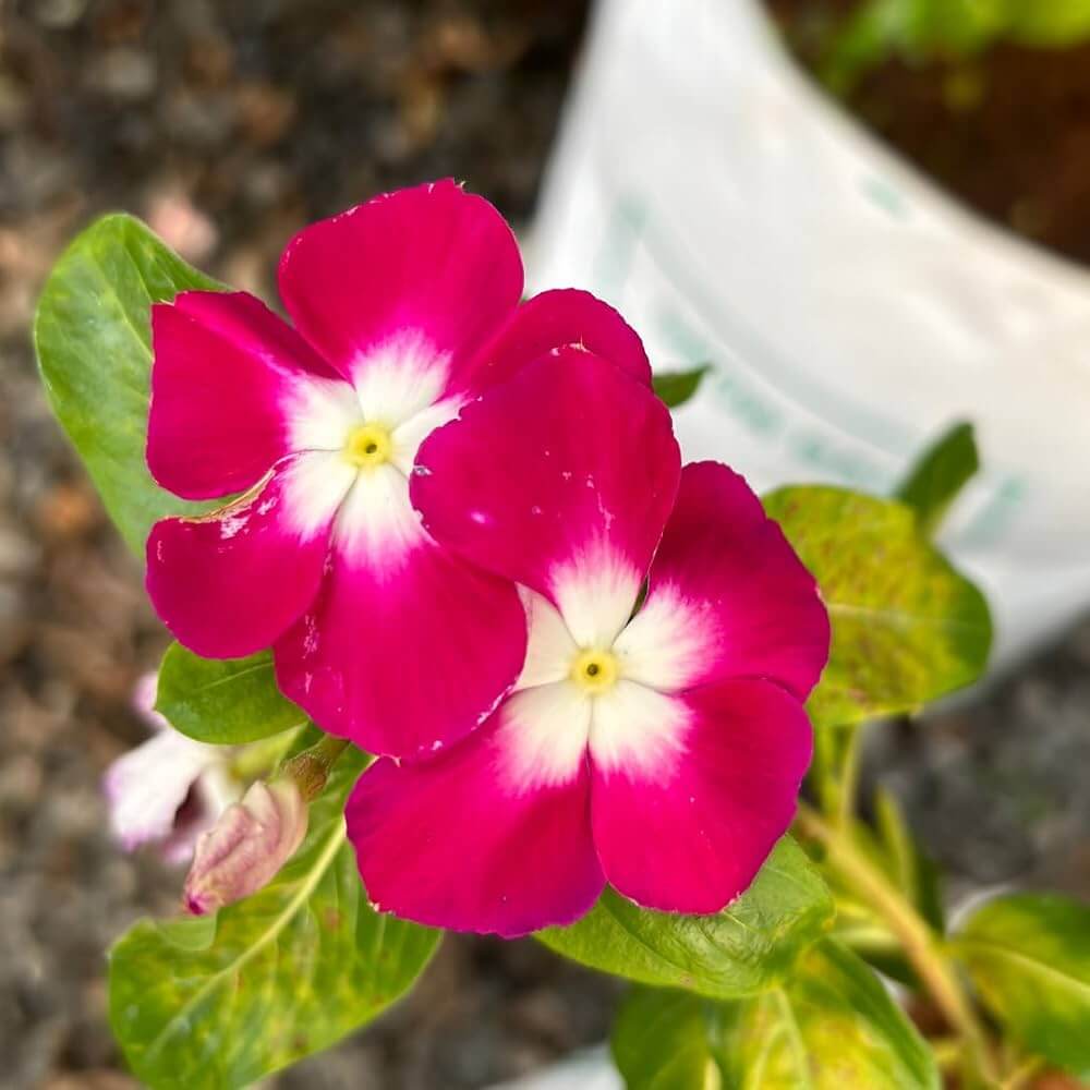 Titan Red Vinca Seeds - Heirloom Flower Plant for Home Gardens
