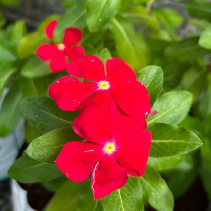 Titan Red Vinca Seeds - Heirloom Flower Plant for Home Gardens