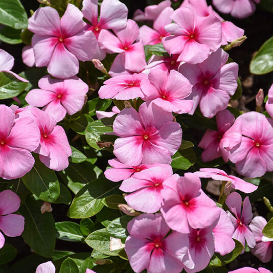 Titan Rose Vinca Seeds - Heirloom Flower Plant for Home Gardens