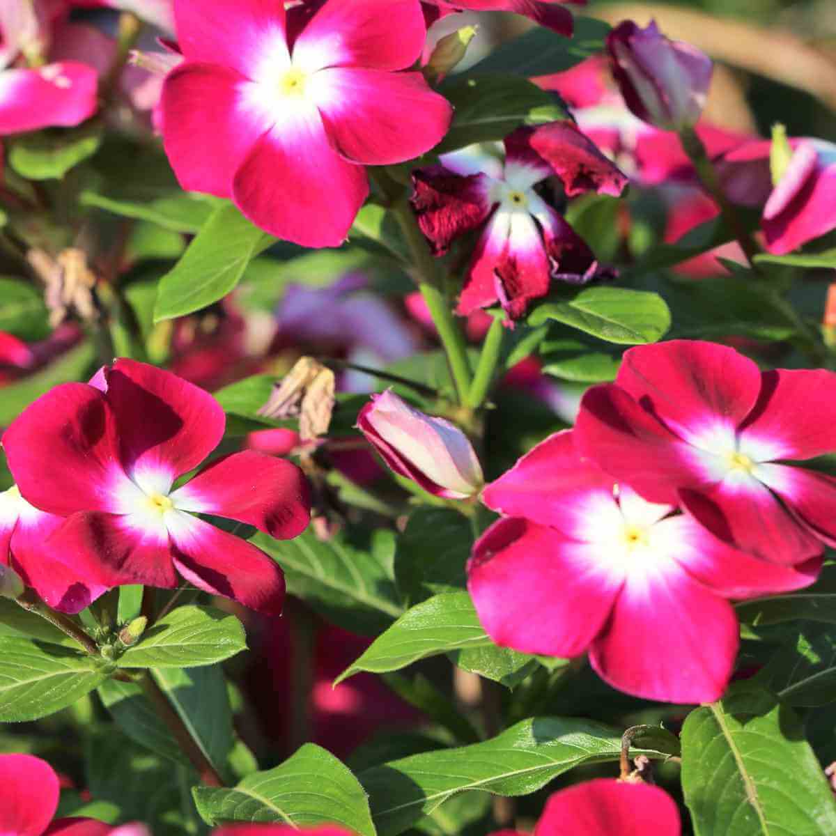 Titan Rose Vinca Seeds - Heirloom Flower Plant for Home Gardens
