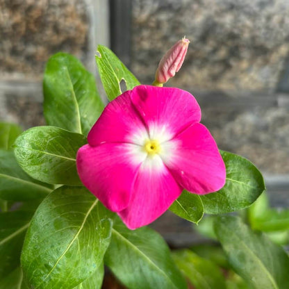 Titan Rose Vinca Seeds - Heirloom Flower Plant for Home Gardens