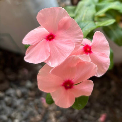 Titan Rose Vinca Seeds - Heirloom Flower Plant for Home Gardens