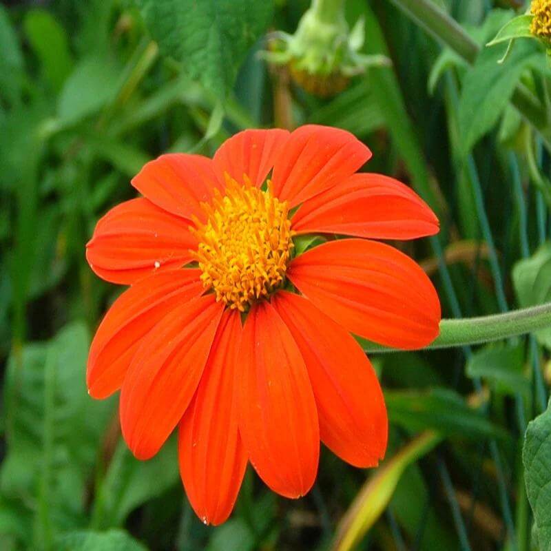 Tithonia Calva Seeds - Heirloom Flower Plant for Home Gardens