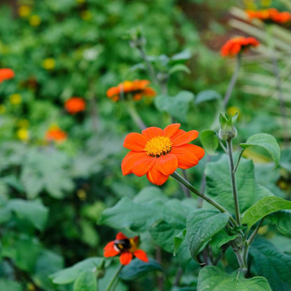 Tithonia Calva Seeds - Heirloom Flower Plant for Home Gardens