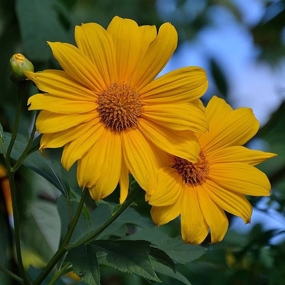 Tithonia Diversifolia Giant Sunflower Seeds