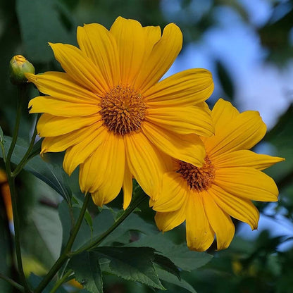 Tithonia Diversifolia Giant Sunflower Seeds