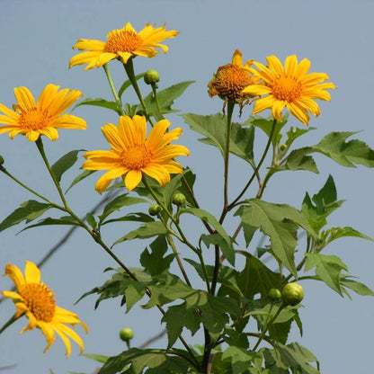 Tithonia Diversifolia Giant Sunflower Seeds
