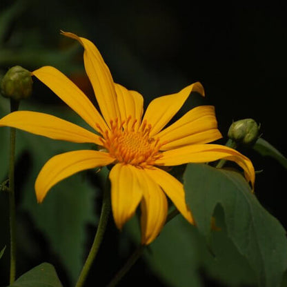 Tithonia Diversifolia Giant Sunflower Seeds