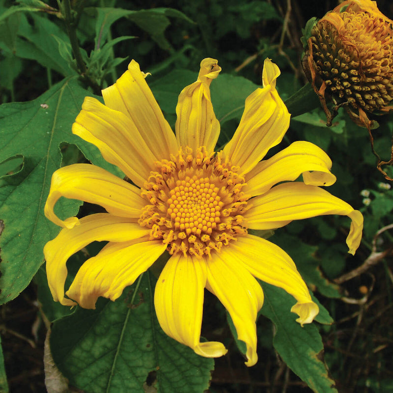 Tithonia Diversifolia Giant Sunflower Seeds
