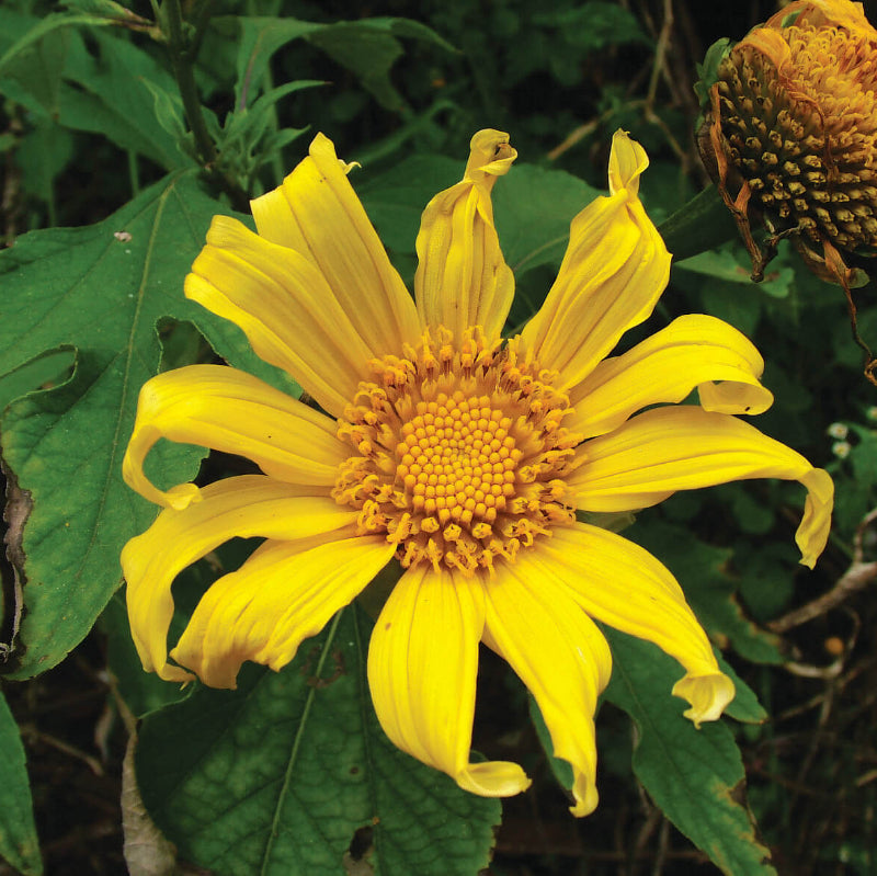 Tithonia Longiradiata Seeds - Heirloom Flower Plant for Home Gardens