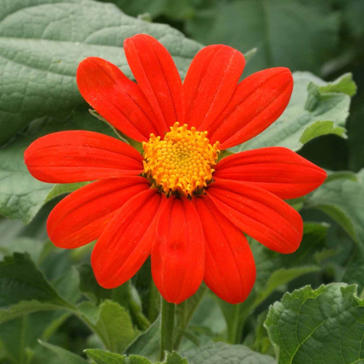 Tithonia Rotundifolia Seeds - Flower Plant